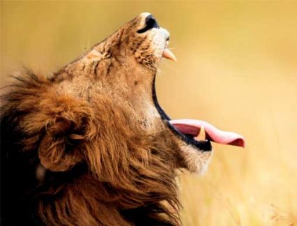 Lion Yawn