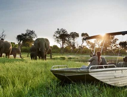 Elephants at Chobe Chiwero