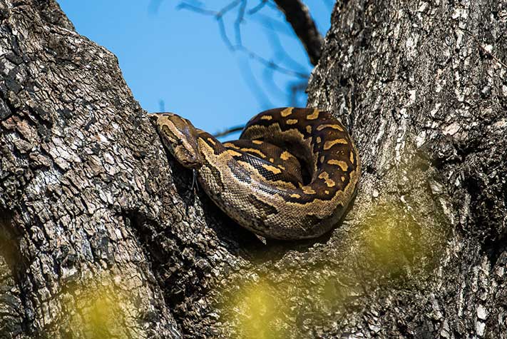 Snake in a Tree, Sabi Sabi