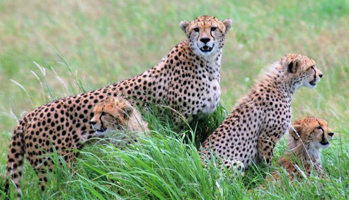 Cheetah family - Linda Bonanno