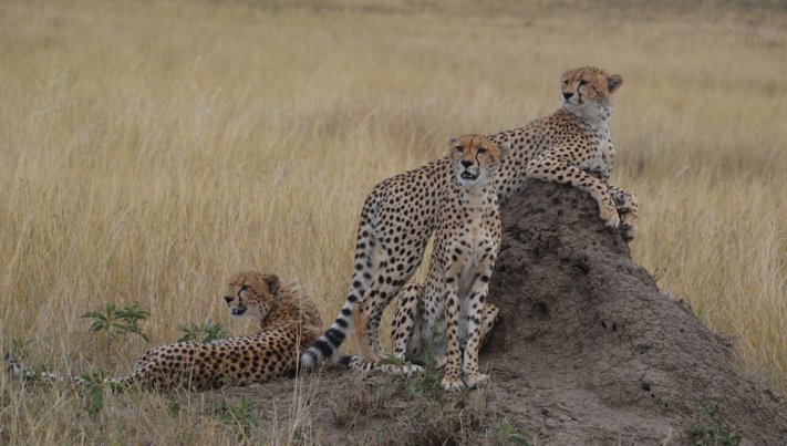Cheetahs in Tanzania
