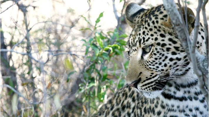 Leopard at Thornybush Game Reserve in South Africa