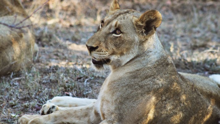 Lion on Safari in Africa