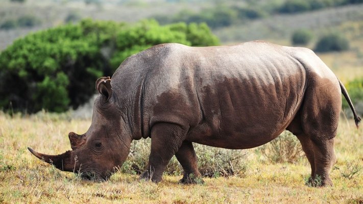Shamwari Rhino