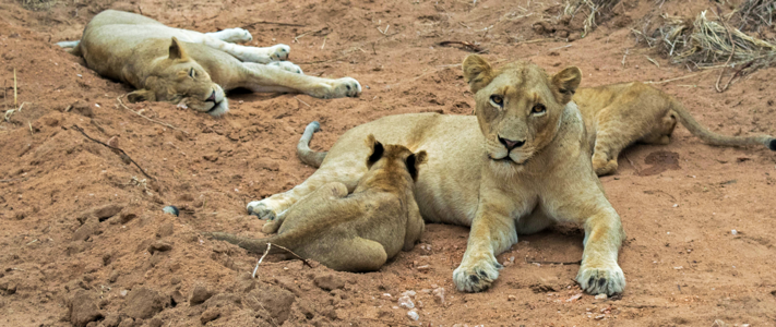 Lioness and cubs in South Africa