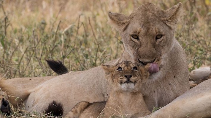 Lion cub and mother