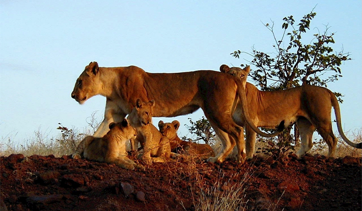 Lion cubs in South Africa