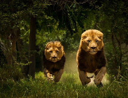 Zimbabwe - Lions Running